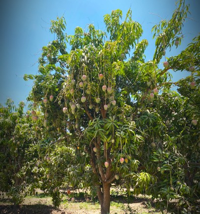 Mango Tree